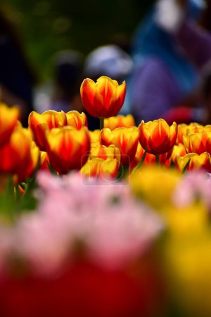 Close-up of red-and-yellow tulips in the sea of tulips in daytime. Flower and plant. For background, nature and flower background.