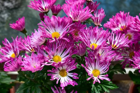 Nahaufnahme von rosa und lila Chrysanthemen im Garten. Chrysantheme blüht Hintergrund. Natur und Blumen Hintergrund. Blume und Pflanze.