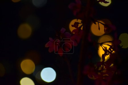 Nahaufnahme der Kirschblüte bei Nacht mit buntem Boken-Lichteffekt im Hintergrund. Blumen und Pflanzen. Natur und Blumen Hintergrund.