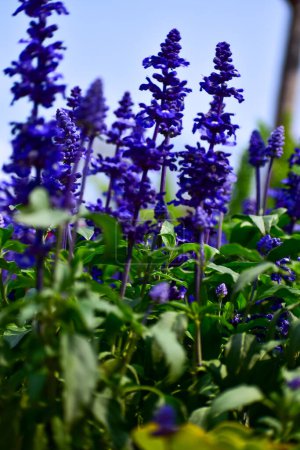 Close-up of the Salvia, purple flowers in the garden with sunlight.  Blue and purple salvia in bloom. Flower and nature background. Flower and plant.
