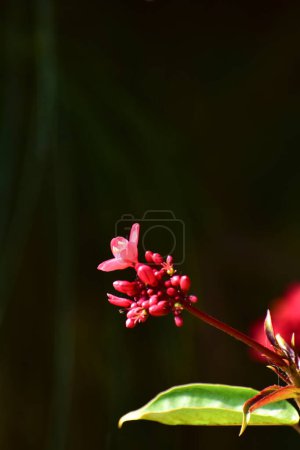 Primer plano de Peregrina, Jatropha integerrima, flores rojas silvestres en el jardín. Flor y planta.