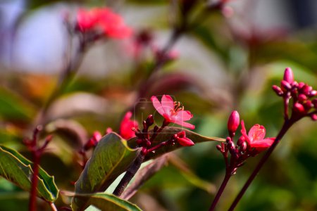 Primer plano de Peregrina, Jatropha integerrima, flores rojas silvestres en el jardín. Flor y planta.