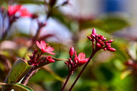 Gros plan de Peregrina, Jatropha integerrima, fleurs rouges sauvages dans le jardin. Fleur et plante.