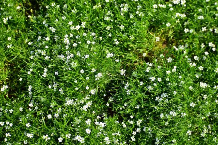 Sagina Subulata. Alpenperlkraut. Sagina saginoides im Garten. Grüne Pflanzen mit weißen Blüten "Grünes Moos". Weiße Blume Busch Textur Hintergrund. Helle Blume Hintergrund. Blume und Pflanze.