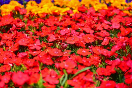 Gros plan de Dianthus rouge fleurit la mer dans le jardin. Plein de fleurs rouges fond. Beau fond de fleur. Fleur et plante.