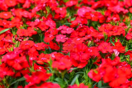 Close-up of red Dianthus flowers sea in the garden. Full of red flowers background. Beautiful flower background. Flower and plant.