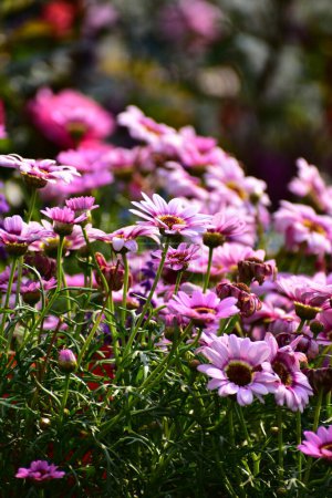 Close-up of the field of Grandaisy Pink Halo Argyranthemum in the garden. White and pink flowers in outdoors. Flower and plant.