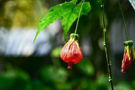 Close-up of Abutilon pictum with sunlight in the garden. Red flowers in rural. Flower and plant.
