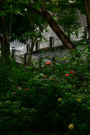 Chinesische Ixora im Garten, öffentlicher Park mit den grünen Blättern. Rote chinesische Ixora im Freien. Helle Blume Hintergrund. Blume und Pflanze.