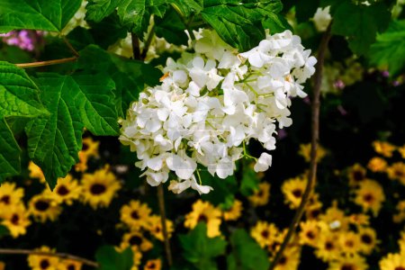 Weiße Hortensien blühen im Sonnenlicht im Garten. Eichenblatt-Hortensien im Park. Schöne Blume Hintergrund. Blume und Pflanze.
