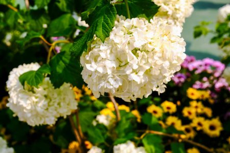 Weiße Hortensien blühen im Sonnenlicht im Garten. Eichenblatt-Hortensien im Park. Schöne Blume Hintergrund. Blume und Pflanze.