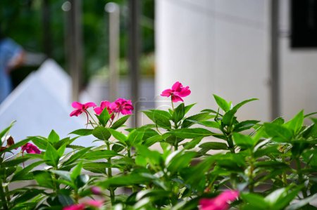 Primer plano de rosa Impatiens en el jardín con luz natural. Pink Impatiens flores al aire libre. Flor y planta.
