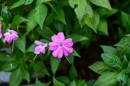 Close-up of pink Impatiens in the garden with nature light. Pink Impatiens flowers in outdoors. Flower and plant.