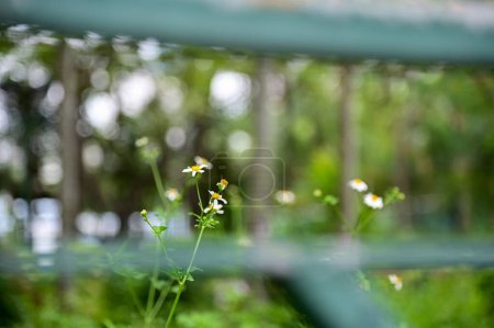 White little daisies in public park with nature light. Wild little white daisies flowers in garden. Flower and plant.