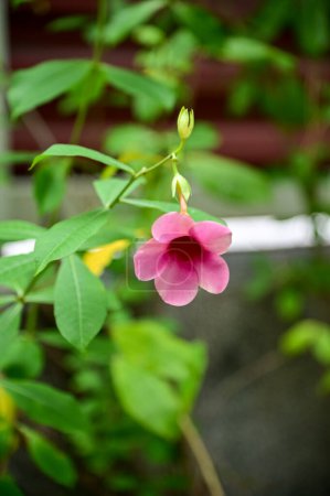 Nahaufnahme einer rosa Allamanda blanchetii-Blume im Garten. Rosa Blumen im Park mit natürlichem Licht. Leuchtend rosa Blüten im ländlichen Raum. Blume und Pflanze.