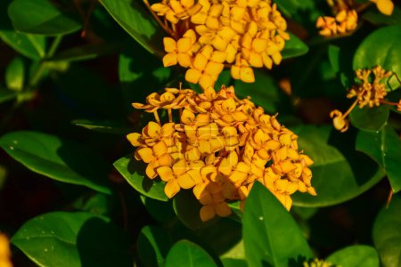 Großaufnahme von gelbem Ixora-Gold im Garten. Gelbe Ixora-Blume mit Sonnenlicht. Blume und Pflanze.