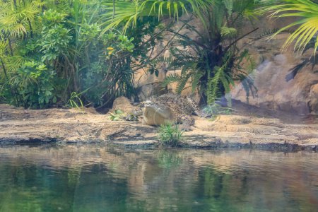 La vista de gran acuario tanque con cocodrilo, cocodrilo de agua salada, cocodrilo Estuarine. Concepto animal.