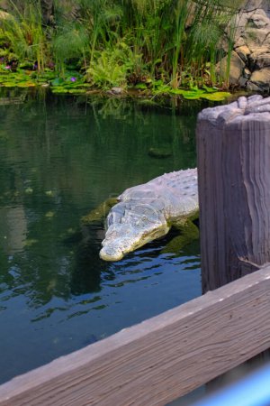 Der Blick auf das große Aquariumbecken mit Krokodil, Salzwasserkrokodil, Estuarinkrokodil. Tierkonzept.