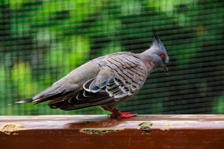 Close-up of a Crested pigeon, wild bird, standing on the wood in a public park. Bird watching. Animal concept.