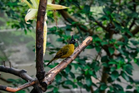 The close up of a Black-crested bulbul on the tree branch. A bird on the tree branch. Wild animal scene.