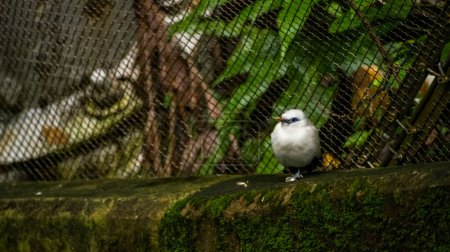 Die Nahaufnahme eines Bali myna, eines weißen Vogels im Park. Tier- und Naturszene.