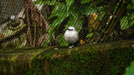 Die Nahaufnahme eines Bali myna, eines weißen Vogels im Park. Tier- und Naturszene.