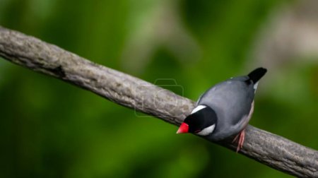 The close up of Java sparrow on a tree branch.