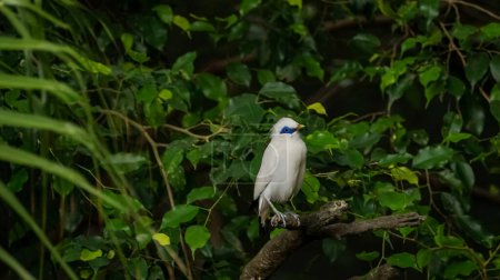 The close up of a Bali myna, a white bird in the park. Animal and nature scene.