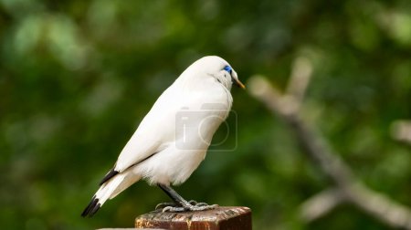 Photo for The close up of a Bali myna, a white bird in the park. Animal and nature scene. - Royalty Free Image
