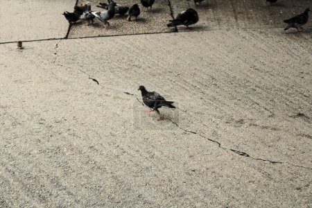 Close-up of pigeons on the street. Street pigeons, birds in the city. Wild animal concept.