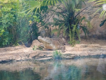 Der Blick auf das große Aquariumbecken mit Krokodil, Salzwasserkrokodil, Estuarinkrokodil. Tierkonzept.
