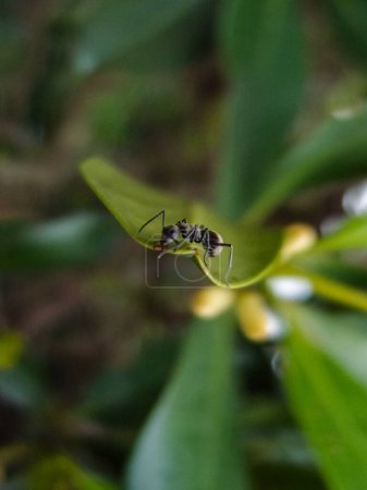 Téléchargez les photos : Gros plan de la fourmi sur la feuille. Animaux sauvages, insectes avec scène de nature. - en image libre de droit