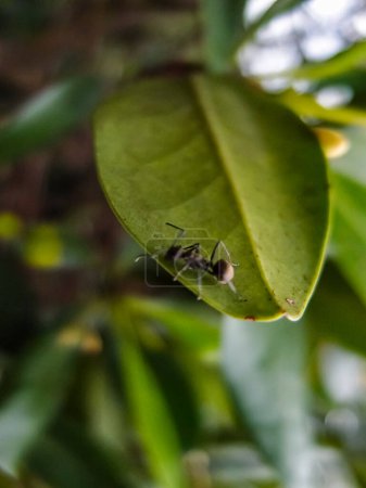 Close-up of the ant on the leaf. Wild animals, insects with nature scene.