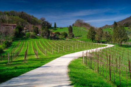 Conegliano und Valdobbiadene, das Land des Prosecco. Weinberge bei Conegliano, Italien.