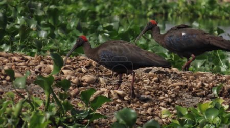 Photo for Rajkot, Gujarat, India. March-19-2023. Red-naped ibis (Indian Black Ibis) (Pseudibis papillosa). - Royalty Free Image