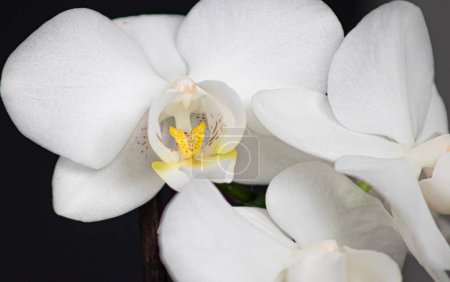 Téléchargez les photos : Fleur d'orchidée blanche sur un fond noir - en image libre de droit
