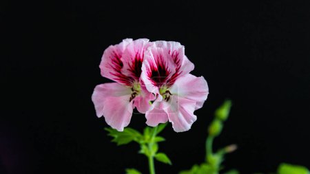 Foto de Hermosa flor de geranio rosa en el jardín - Imagen libre de derechos