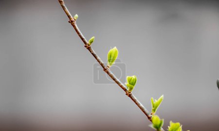 Foto de Las hojas jóvenes verdes sobre la rama del árbol en primavera. Fondo de primavera. - Imagen libre de derechos