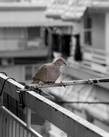 Photo for Eurasian Collared Dove on a metal fence - Royalty Free Image