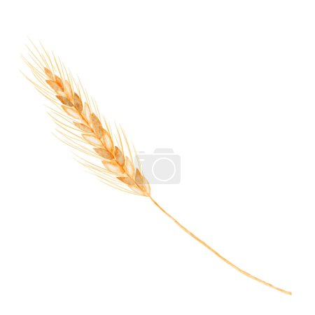 Foto de Acuarela dibujando trigo sobre un fondo blanco aislado. Espiguilla dorada para tu diseño. Tallo de centeno - Imagen libre de derechos