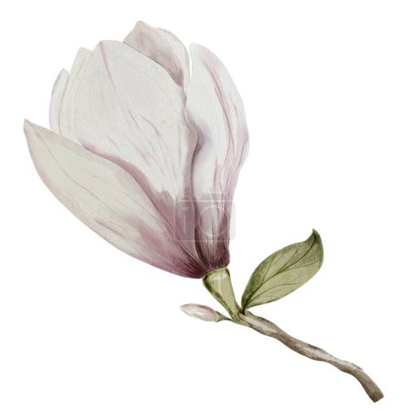 Foto de Acuarela magnolia flor aislar sobre un fondo blanco. Flor vintage en colores rosa y blanco para el diseño de tarjetas e invitaciones para bodas y compromisos. - Imagen libre de derechos