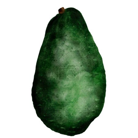 Avocado watercolor illustration. Bright illustration on an isolated background. Tropical fruit realistic drawing. Green ripe vegetable for food packaging and textile design for kitchen and dining room
