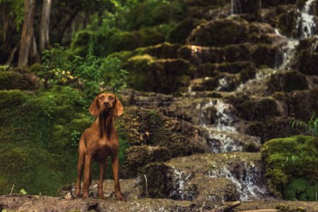 Photo for Hungarian Vizsla standing by river waterfall. Purebred dog looking away standing on rock in front of cascade waterfall against mountain. Shorthaired Pointer in nature, pet friendly travel concept. - Royalty Free Image