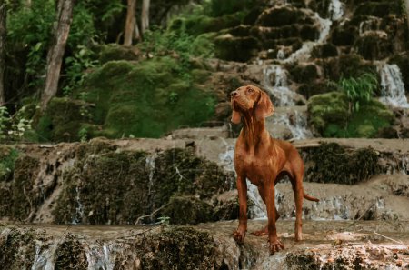 Hungarian Vizsla standing by river waterfall. Purebred dog looking away standing on rock in front of cascade waterfall against mountain. Shorthaired Pointer in nature, pet friendly travel concept.