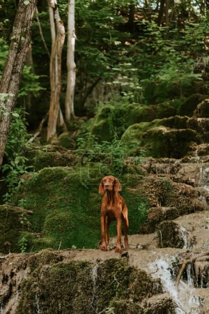 Photo for Hungarian Vizsla standing by river waterfall. Purebred dog looking away standing on rock in front of cascade waterfall against mountain. Shorthaired Pointer in nature, pet friendly travel concept. - Royalty Free Image