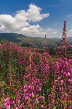 Foto de Paisaje de montaña con flores de color rosa willowherb en el Parque Nacional de la Montaña Vieja, reserva natural entre Serbia y Bulgaria. Campo de flores silvestres de Rosebay bajo el cielo dramático. - Imagen libre de derechos