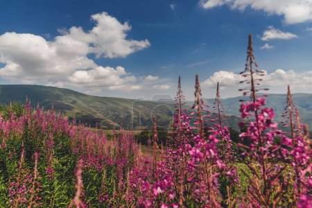 Foto de Paisaje de montaña con flores rosadas de rosebay en el Parque Nacional de la Montaña Vieja, reserva natural entre Serbia y Bulgaria. Willowherb campo de flores silvestres bajo el cielo dramático. - Imagen libre de derechos