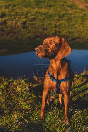 Photo for Hungarian Vizsla dog sitting near mountain pound and watching summer sunset. Portrait of purebred pointer dog facing mountain range during golden hour. Trekking and travel with pets concept. - Royalty Free Image