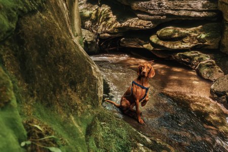 Hungarian Vizsla in Rosomaca river canyon. Purebred hunting dog with raised front paw sitting on stone among layered limestone rocks. Magyar pointer in nature, pet friendly hiking and travel concept.