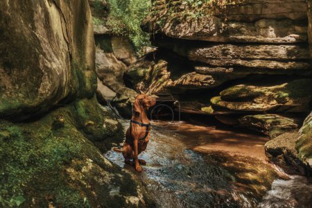 Téléchargez les photos : Hungarian Vizsla in Rosomaca river canyon. Purebred hunting dog with raised front paw sitting on stone among layered limestone rocks. Magyar pointer in nature, pet friendly hiking and travel concept. - en image libre de droit